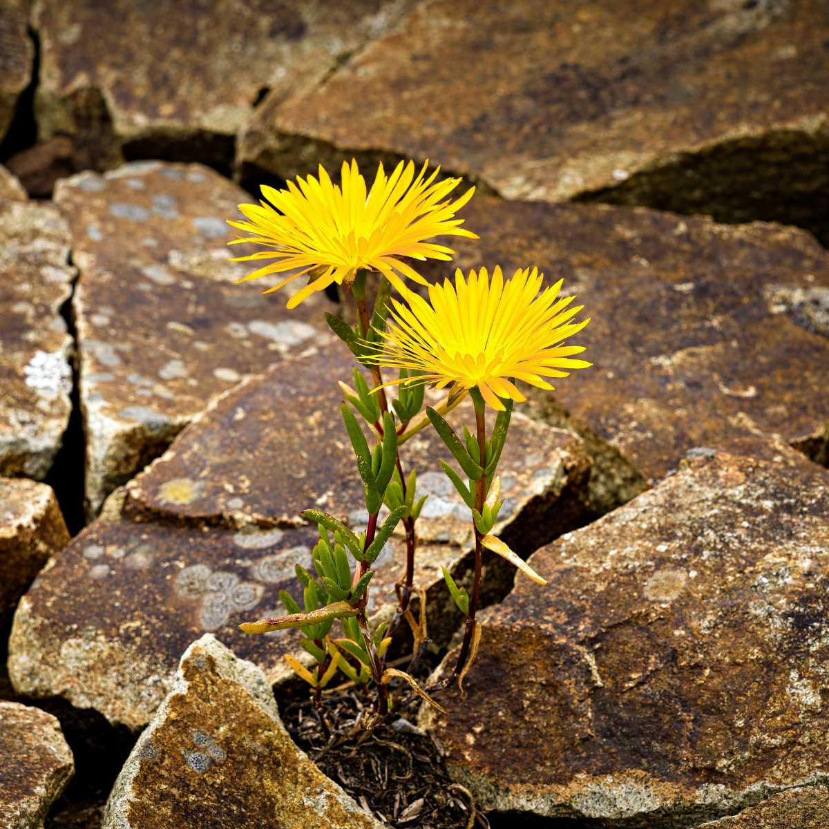 Persistence