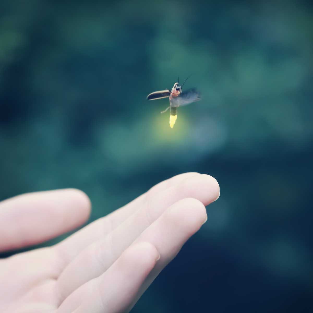 firefly leaving a hand